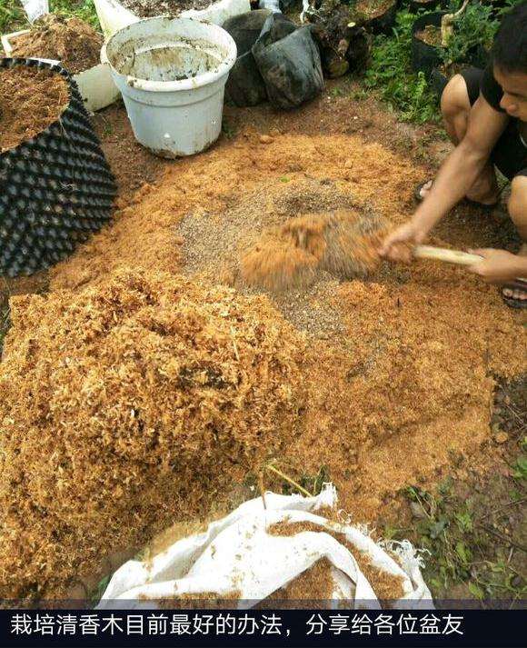 什么季节栽种清香木下山桩最好?