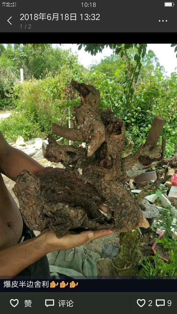 什么季节栽种清香木下山桩最好?