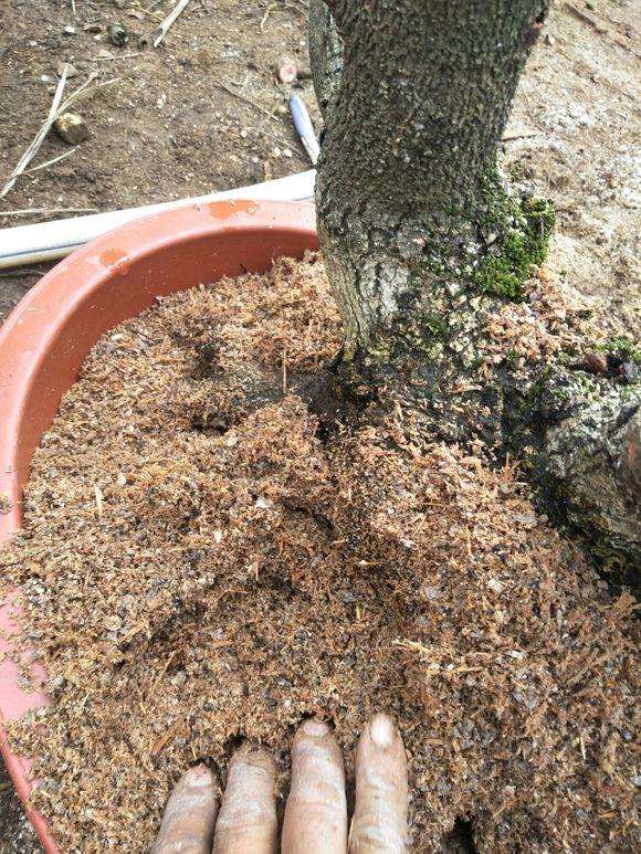 什么季节栽种清香木下山桩最好养活?