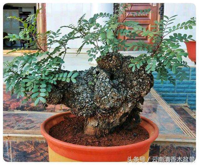 如何大幅提高清香木下山桩的栽培成活率?