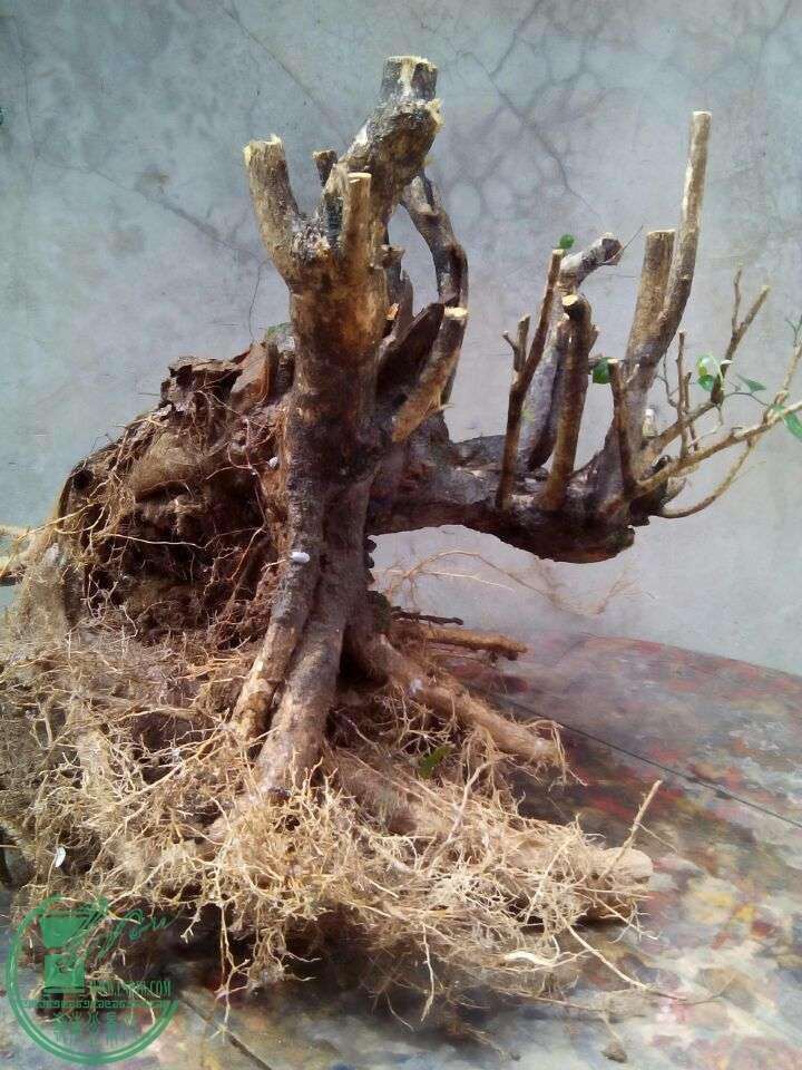 栽培下山桩用不用纯沙 用木屑 可以吗?