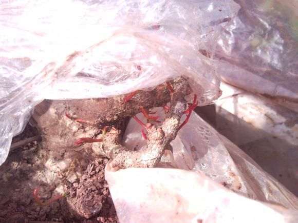 栽培下山桩用不用纯沙 用木屑 可以吗?