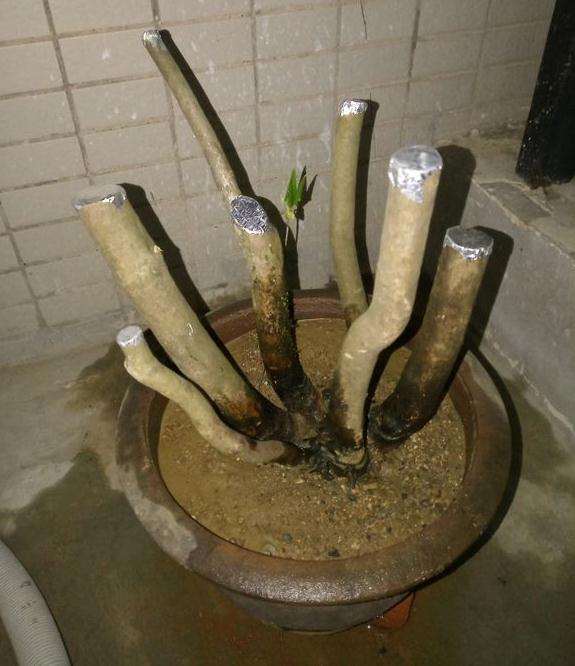 映山红下山桩如何用纯沙栽植 怎么养能成活吗？