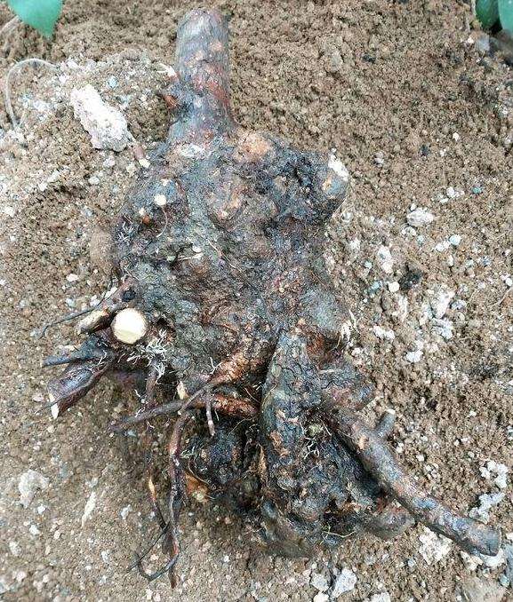 看下 我的原生大花素心下山桩 能否成活?