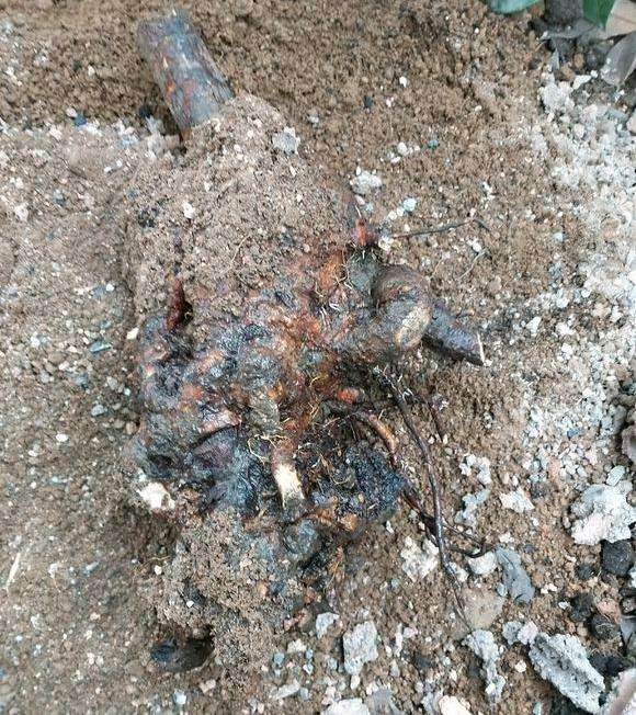 看下 我的原生大花素心下山桩 能否成活?