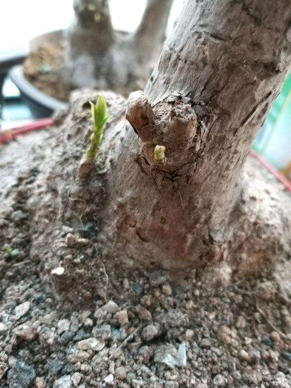 看我的大型玉兰下山桩种植的怎么样?