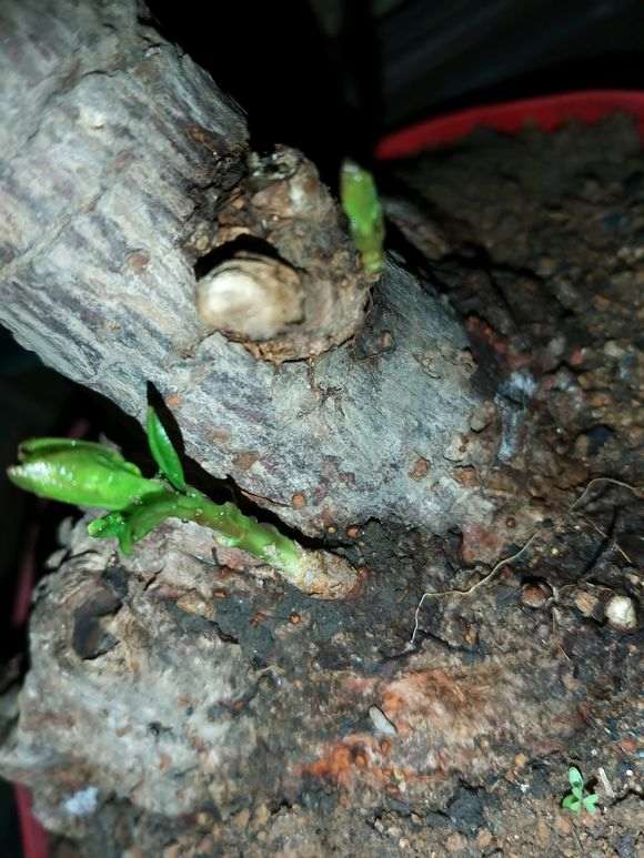 看我的大型玉兰下山桩种植的怎么样?