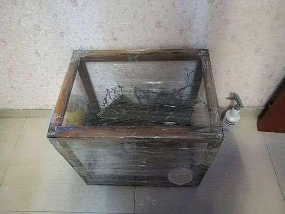 下山桩大概多长时间能生根？生根后有啥变化？