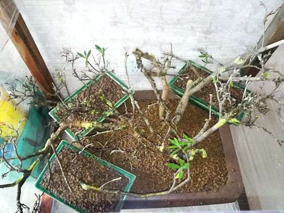 下山桩大概多长时间能生根？生根后有啥变化？