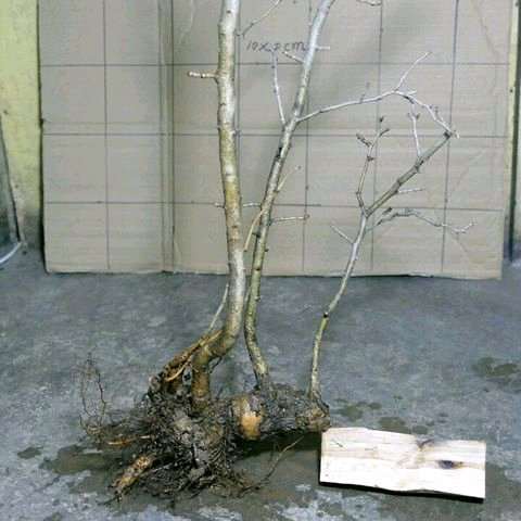 山楂下山桩多少钱一个？  120元包邮