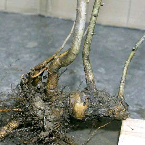 山楂下山桩多少钱一个？  120元包邮