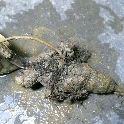 山楂下山桩多少钱一个？  120元包邮