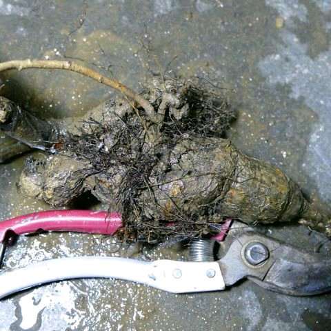 山楂下山桩多少钱一个？  120元包邮