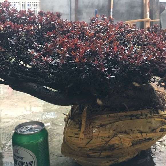 云南橙黄瑞香下山桩的栽培技巧