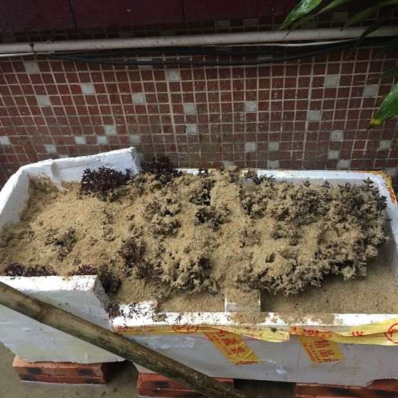云南橙黄瑞香下山桩的栽培技巧