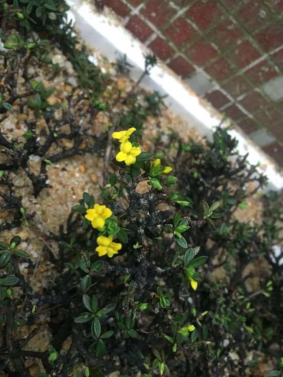 瑞香 珍珠黄杨 铁马鞭下山桩都难活 难养