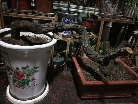 棠梨下山桩几天可以发芽 刚栽下的？