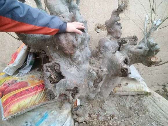 请朋友们把把关，去年下山桩，要价600元值吗？