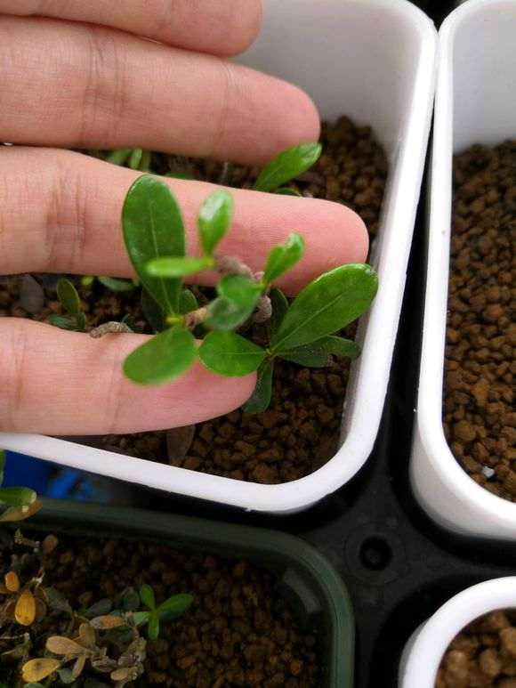 下山桩能否用赤玉土来培养?