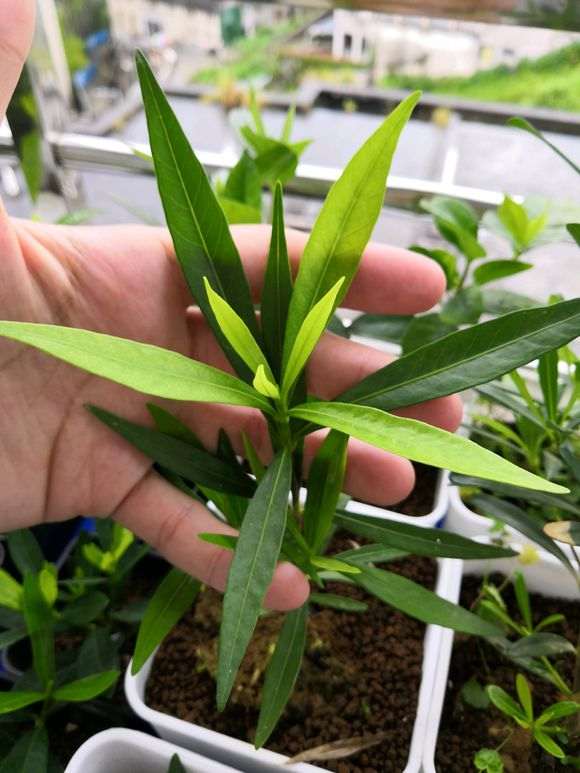 下山桩能否用赤玉土来培养?