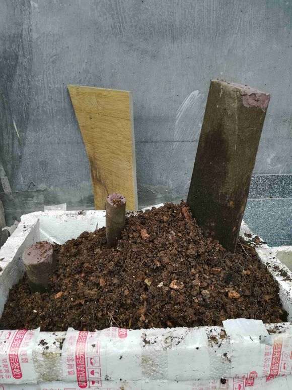 下山桩截口出没有芽点怎么办  那出芽吗?