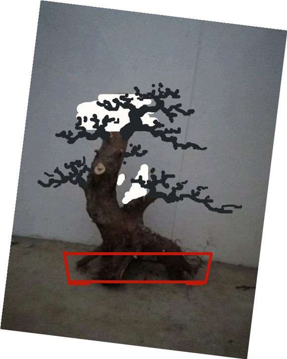 盆景设计 三角枫下山桩的设计图 大家评价下