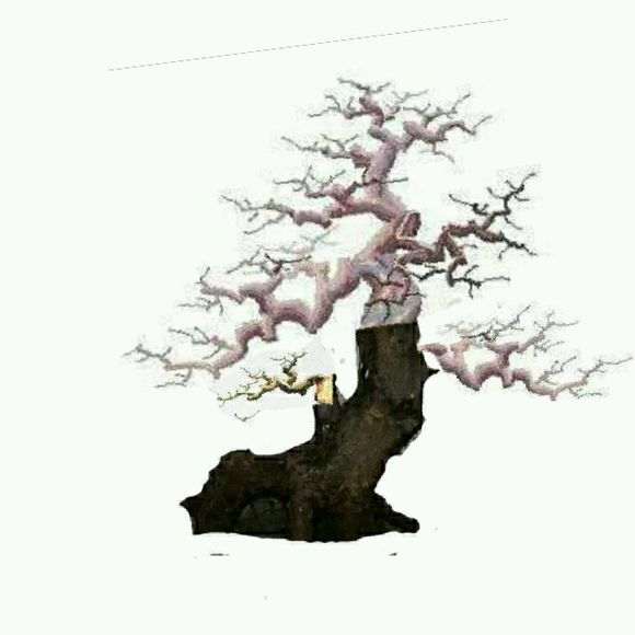 盆景设计 三角枫下山桩的设计图 大家评价下