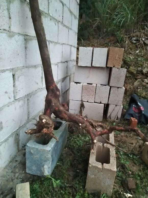 乌饭树下山桩不知如何养护 怎么生根 图片