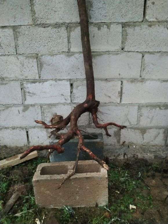 乌饭树下山桩不知如何养护 怎么生根 图片