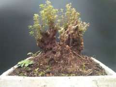 下山桩已经养了1年 看看该怎么造型 图片