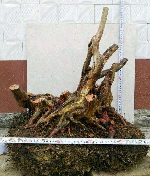 说说映山红下山桩的栽培要点 欢迎讨论