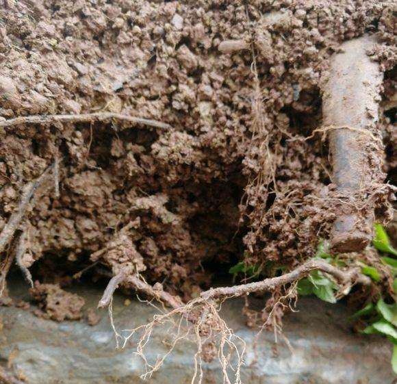 说说映山红下山桩的栽培要点 欢迎讨论