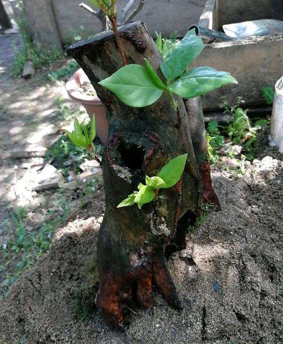 河沙不适合映山红下山桩 时间长了要死不活