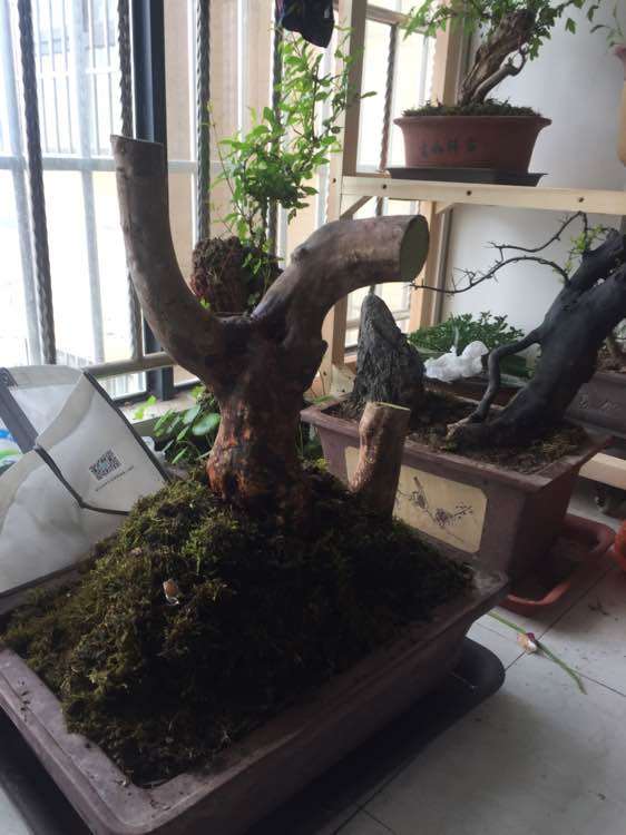 河沙不适合映山红下山桩 时间长了要死不活