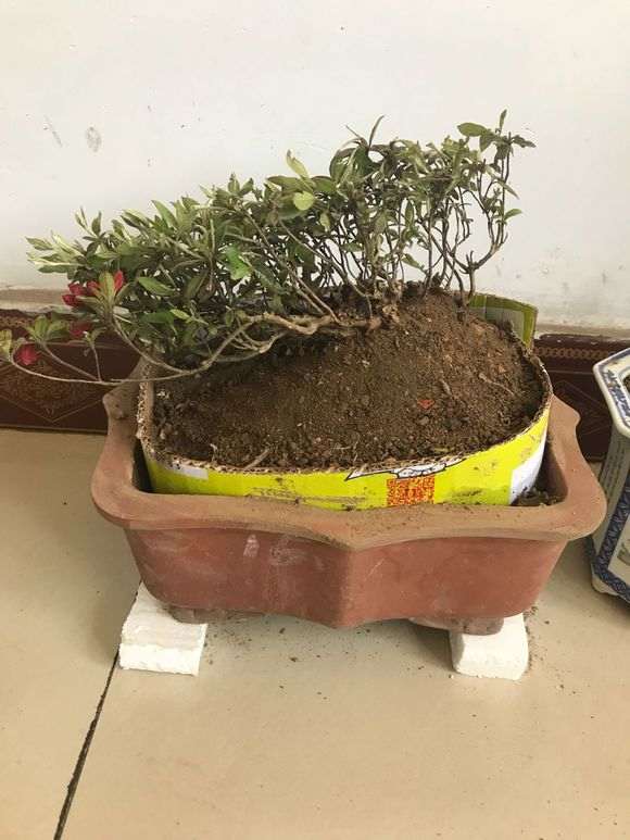 河沙不适合映山红下山桩 时间长了要死不活