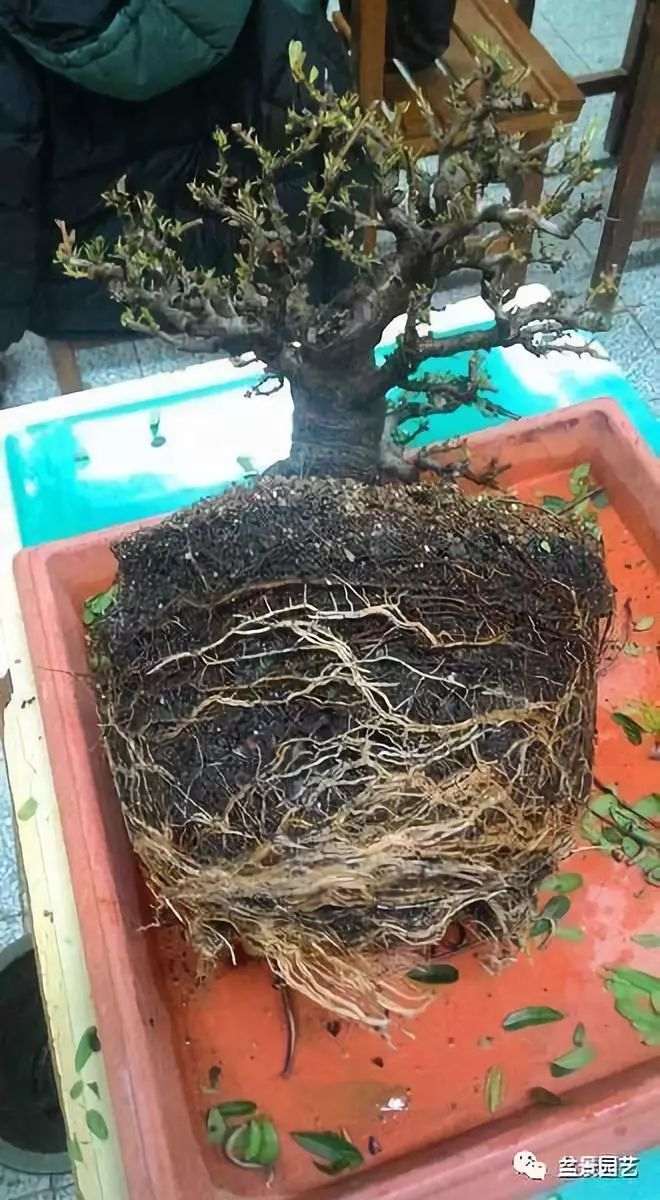 图解 盆景翻盆换土的7个步骤详细