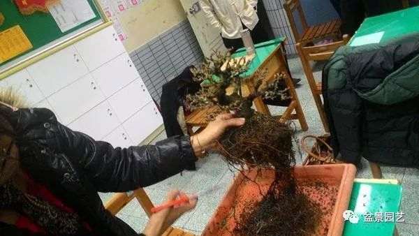 图解 盆景翻盆换土的7个步骤详细