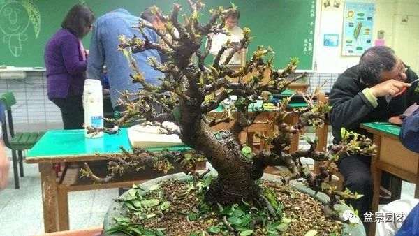 图解 盆景翻盆换土的7个步骤详细