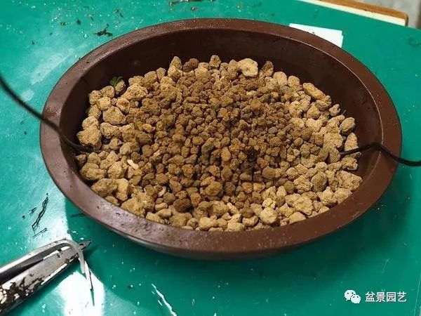 图解 盆景翻盆换土的7个步骤详细