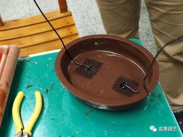 图解 盆景翻盆换土的7个步骤详细