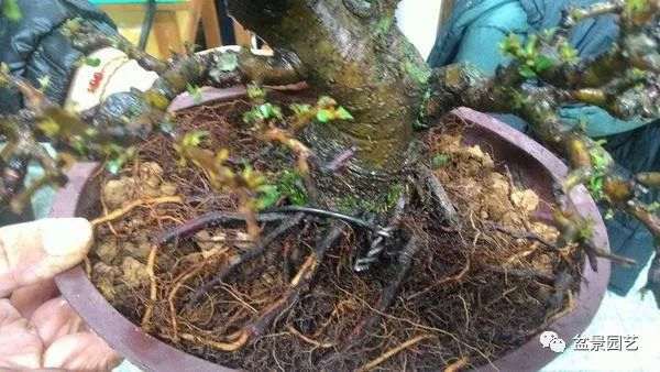 图解 盆景翻盆换土的7个步骤详细