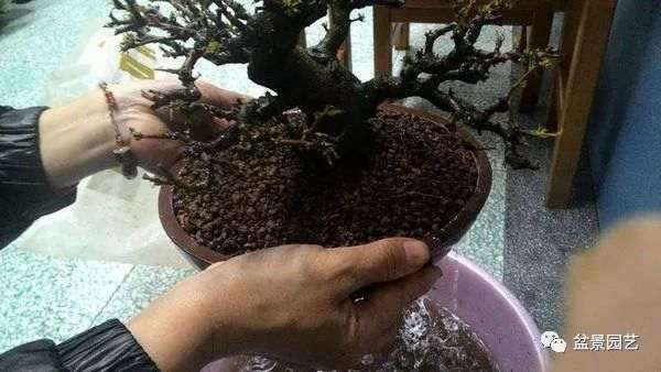 图解 盆景翻盆换土的7个步骤详细