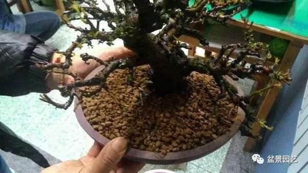 图解 盆景翻盆换土的7个步骤详细