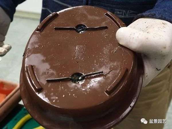 图解 盆景翻盆换土的7个步骤详细