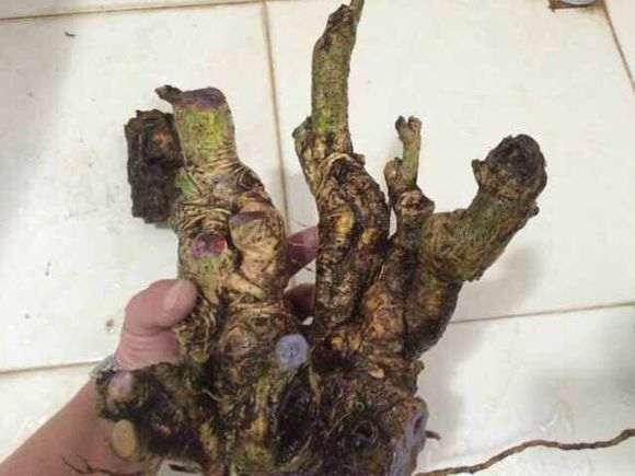 图解 我栽培栀子下山桩的过程 7幅