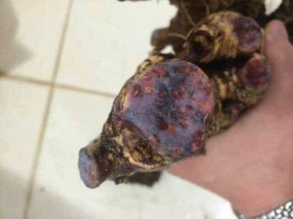 图解 我栽培栀子下山桩的过程 7幅