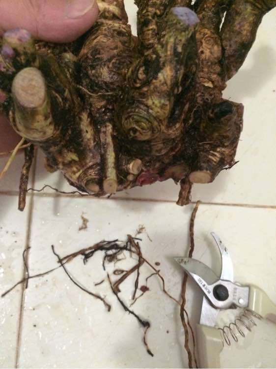 图解 我栽培栀子下山桩的过程 7幅