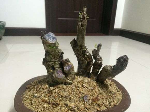 图解 我栽培栀子下山桩的过程 7幅