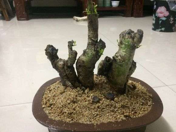 图解 我栽培栀子下山桩的过程 7幅