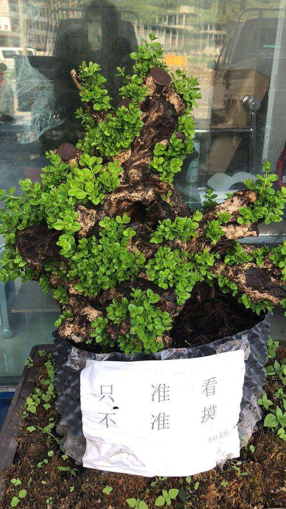 下山桩用什么消毒 多菌灵可以吗?